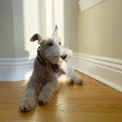 It is not known exactly when and how the Wire Fox Terrier was bred.
 