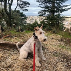 During the peak of hunting popularity, the need arose for a dog capable of pulling a fox out of  ...