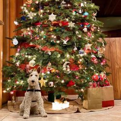 Wire Fox Terriers began to be used as excellent hunters in England in the late eighteenth century.
 