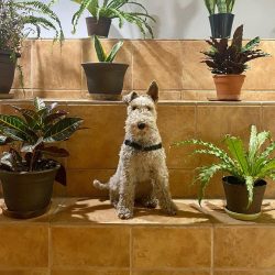 The history of the emergence of the breed is associated with interesting facts. Dogs of this bre ...