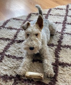 When choosing a fox terrier as a pet, remember that the dog has hunting roots.