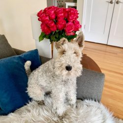 An active character pushes fox terriers to rash acts.