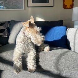 Knowing the personality traits of the Wire Fox Terrier, you need to weigh the pros and cons befo ...