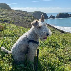 The owner will need a lot of work to wean the Wire Fox Terrier from digging in the apartment.