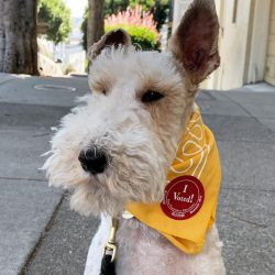 In the blood of the Wire Fox Terrier is the search for prey in burrows.