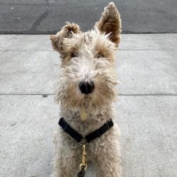 Wire Fox Terriers are natural born leaders, and if allowed to dominate a home, they can become o ...
