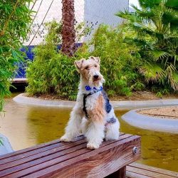 Wire Fox Terriers love to dig.
And they do this not only on the street, but also at home.