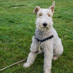 Wire Fox Terriers are not easy to train. They are distinguished by their independence and desire ...