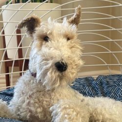 For an active person, the wire-haired fox terrier becomes an excellent pet.