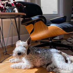 He is cheerful and dynamic, inquisitive enough, ready to play with the owner for hours on end.