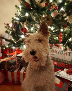Despite many personality traits, the fox terrier is a good friend.