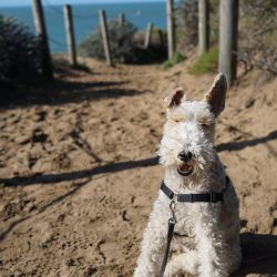 If during training you show strength and cruelty towards the dog, it will respond with a growl o ...
