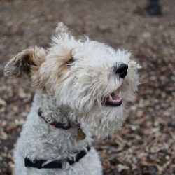 Despite their small stature, fox terriers are always ready to fend for themselves. Sometimes it  ...