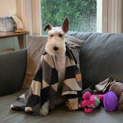 Another feature of the fox terrier is to bark for any reason. If people prefer silence or live i ...