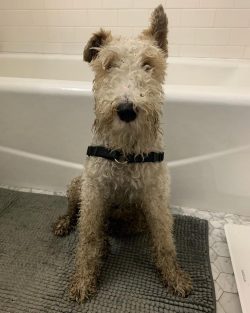 Due to the excessive need to jump and bite, it is advisable not to have such a dog for those who ...
