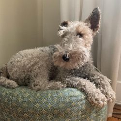 The Wire Fox Terrier is a small dog that can easily hook onto a large dog.
