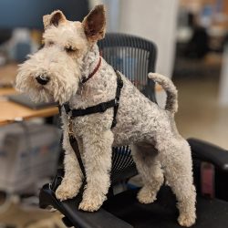 Due to regular clipping, the coat of a fox terrier can change color and quality. The hair become ...