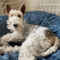 Wire-haired fox terriers do not shed actively. To keep the coat in good condition, it is enough  ...