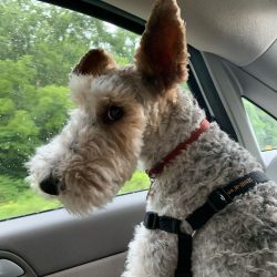 The dog is very smart, so after a few approvals he immediately begins to understand what is requ ...