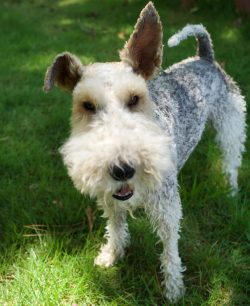Persistence and consistency are the keys to the success of working with this breed.