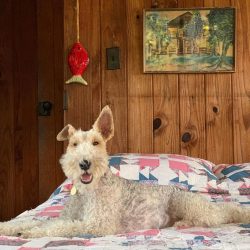A Wire Fox Terrier puppy should be strict but not aggressive.