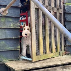 You need to start training Wire Fox Terrier from the first days of living in a new house.