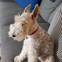 The owner immediately needs to take a leading position in the relationship with the dog. Only on ...