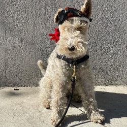 The basis of the fox terrier’s diet is protein, namely lean meat. It must be given raw. Se ...