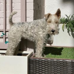 The Fox Terrier is an energetic dog, so its food should be well balanced.