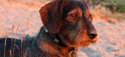 The breed was bred in Germany over 300 years ago for hunting badgers. 