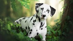 The good news is that the breed lends itself well to education, quickly becomes attached to the  ...