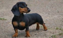 Dachshund is a dog breed that definitely needs training. They are little stubborn people who som ...