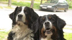 BodyBernese mountain dogThe body is compact, strong, with a wide, straight back and deep long ch ...