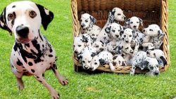 To avoid unpleasant surprises, puppies should be purchased from responsible breeders. 