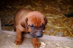 The developed wide lobe is black in black and tan bloodhounds and brown or black in other colors.
