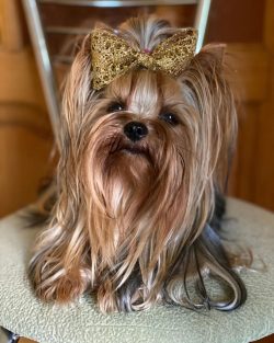 Yorkshire Terriers are native to Yorkshire, England; these dogs appeared in the Victorian era.