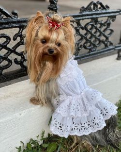 The original Yorkshire Terriers were larger than the modern ones.