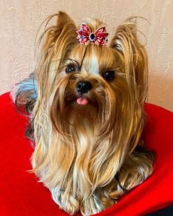 Today, Yorkshire Terriers are mostly pampered companions and decorative dogs.