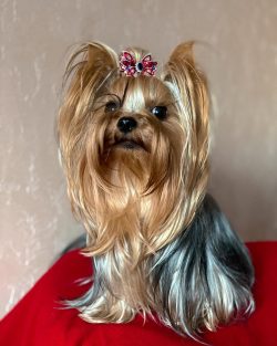 This breed has won many admirers thanks to its loyalty to its owner, elegant appearance, and ada ...