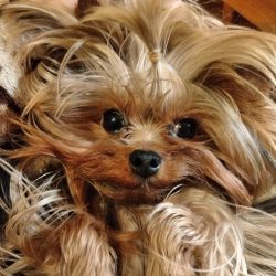 By nature, these curious dogs are endowed with a lot of mischiefs.