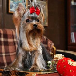 The Yorkshire Terrier is a wonderful, loyal companion and watchman.