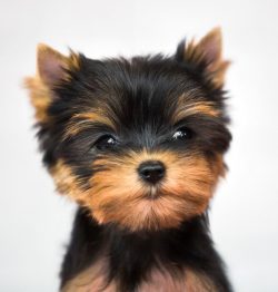 Beware of dog breeders who offer very small Yorkshire terriers. Dogs that are less than the stan ...