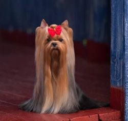 Yorkshire Terriers should be 15 to 18 cm at the withers and weigh no more than 3.5 kg. Although  ...