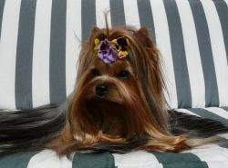 Yorkshire Terrier’s coat is quite long, silky, and perfectly straight, without any hint of ...