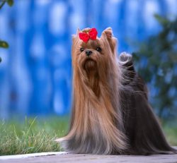 An interesting fact is that Yorkies become lighter with age. Their hormonal changes affect the c ...
