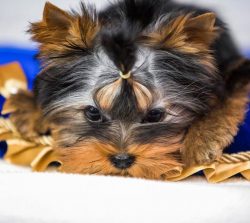 Today Yorkies are one of the most popular dog breeds.
