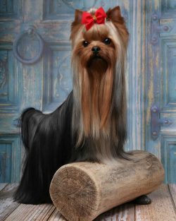 In the Yorkshire Terrier, from the back of the head to the tip of the tail, the pile is dark ste ...