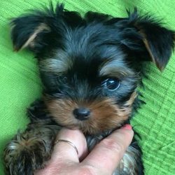 Yorkie puppies are born black, and their brown and bluish color develops gradually. In the summe ...
