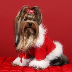 Few of the owners of dogs of this breed know that they were originally used to work in mines and ...