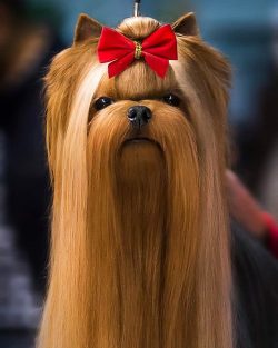 Yorkies are one color: adult dogs are always dark steel, but puppies are born completely black.